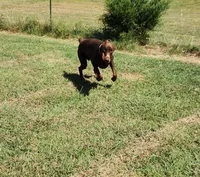 Roo, a male Doberman Pinscher for sale in Comanche, OK – 4 of 4
