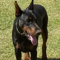Titan-100% European, a male Doberman Pinscher for sale in Comanche, OK – Photo 2 of 10