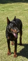 Titan-100% European, a male Doberman Pinscher for sale in Comanche, OK – Photo 2 of 10