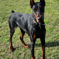 Titan-100% European, a male Doberman Pinscher for sale in Comanche, OK – Photo 10 of 10