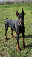 Titan-100% European, a male Doberman Pinscher for sale in Comanche, OK – Photo 10 of 10