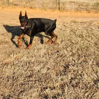 Titan-100% European, a male Doberman Pinscher for sale in Comanche, OK – Photo 8 of 10