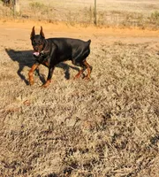 Titan-100% European, a male Doberman Pinscher for sale in Comanche, OK – Photo 8 of 10