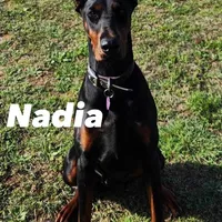 Titan-100% European, a male Doberman Pinscher for sale in Comanche, OK – Photo 7 of 10