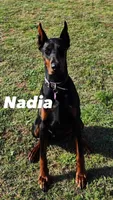 Titan-100% European, a male Doberman Pinscher for sale in Comanche, OK – Photo 7 of 10