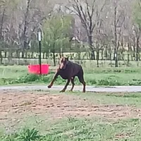 Titan-100% European, a male Doberman Pinscher for sale in Comanche, OK – Photo 4 of 10