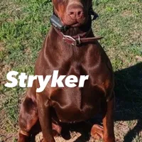 Titan-100% European, a male Doberman Pinscher for sale in Comanche, OK – Photo 6 of 10