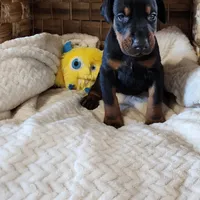 Titan-100% European, a male Doberman Pinscher for sale in Comanche, OK – Photo 1 of 10