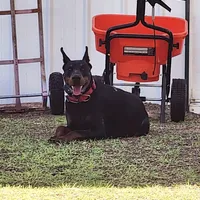 Titan-100% European, a male Doberman Pinscher for sale in Comanche, OK – Photo 5 of 10