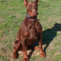 Titan-100% European, a male Doberman Pinscher for sale in Comanche, OK – Photo 9 of 10