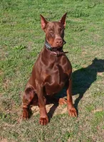 Titan-100% European, a male Doberman Pinscher for sale in Comanche, OK – Photo 9 of 10