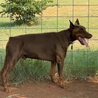 Titan-100% European, a male Doberman Pinscher for sale in Comanche, OK – Photo 3 of 10