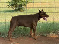 Titan-100% European, a male Doberman Pinscher for sale in Comanche, OK – Photo 3 of 10
