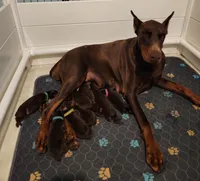 Valerie , a female Doberman Pinscher for sale in Comanche, OK – 9 of 10