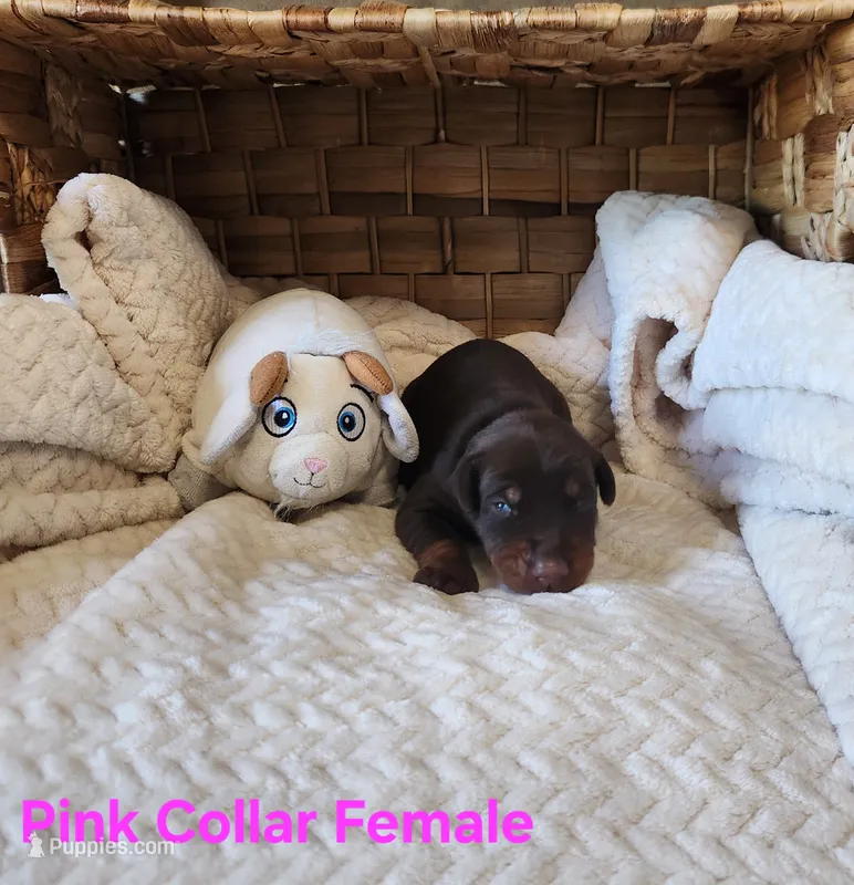 Audrey  – Doberman Pinscher puppy for sale in Comanche, OK