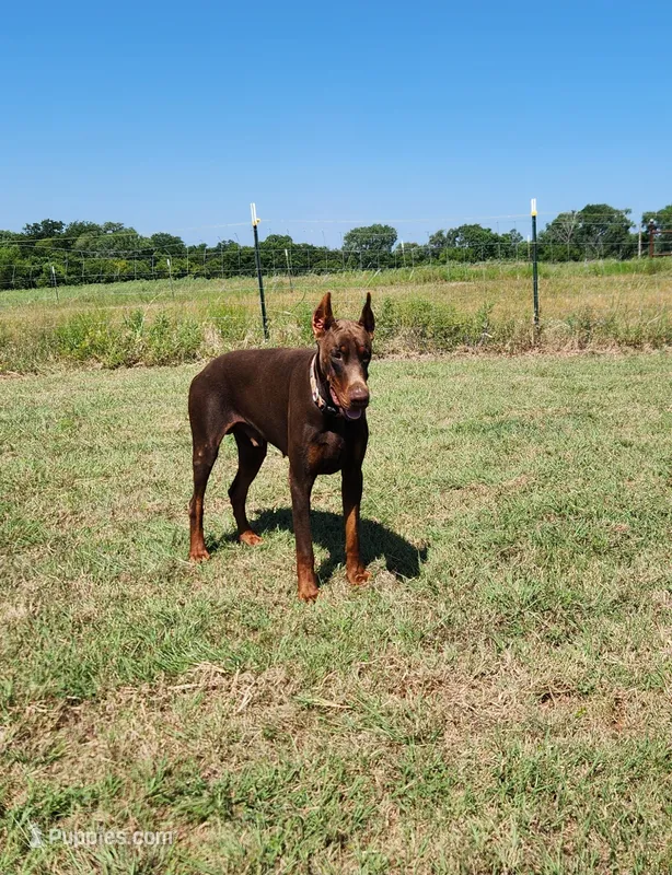 Roo, a male Doberman Pinscher for sale in Comanche, OK – 1 of 4