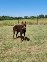 Roo, a male Doberman Pinscher for sale in Comanche, OK – 1 of 4