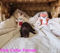 Audrey , a female Doberman Pinscher for sale in Comanche, OK – 1 of 10