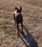 Audrey , a female Doberman Pinscher for sale in Comanche, OK – 9 of 10