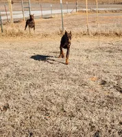 Audrey , a female Doberman Pinscher for sale in Comanche, OK – 7 of 10