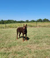 Roo, a male Doberman Pinscher for sale in Comanche, OK – 3 of 4