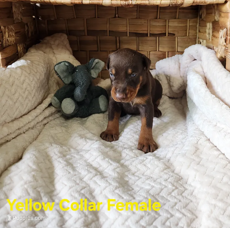 Valerie  – Doberman Pinscher puppy for sale in Comanche, OK