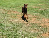 Audrey , a female Doberman Pinscher for sale in Comanche, OK – 6 of 10
