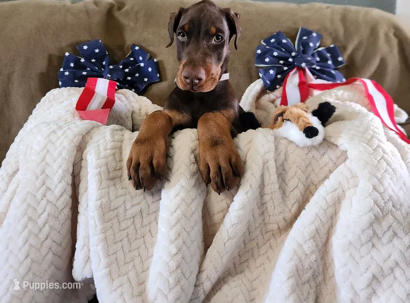 Odin  – Doberman Pinscher puppy for sale in Comanche, OK