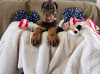 Odin , a male Doberman Pinscher for sale in Comanche, OK – 1 of 10