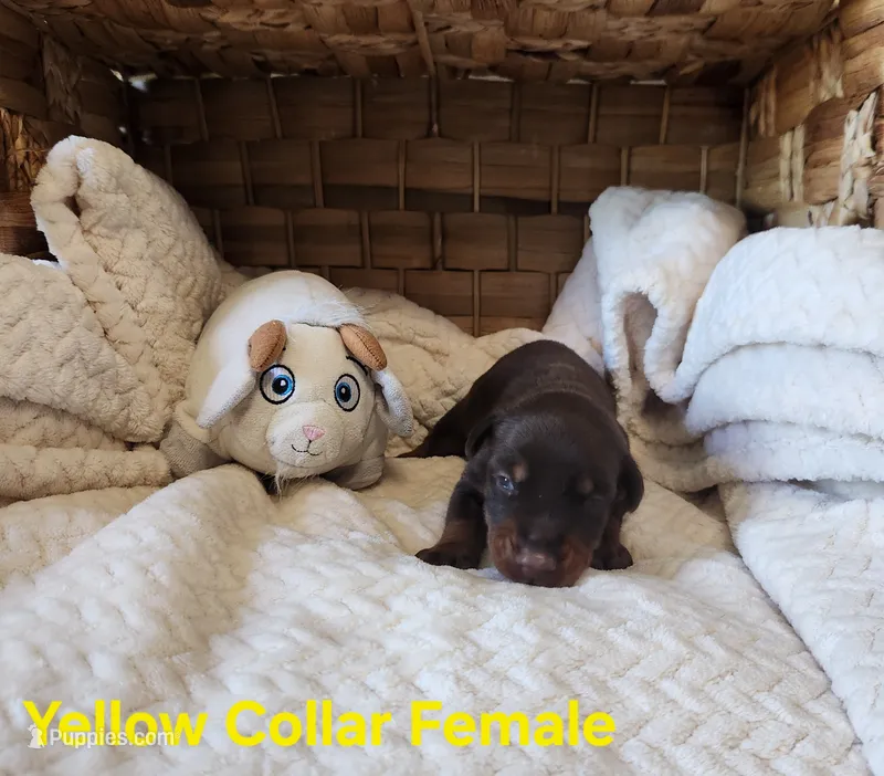 Valerie  – Doberman Pinscher puppy for sale in Comanche, OK