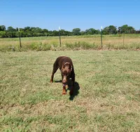 Roo, a male Doberman Pinscher for sale in Comanche, OK – 2 of 4