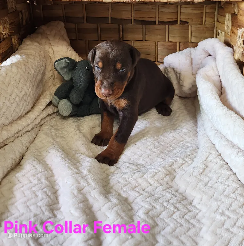 Audrey  – Doberman Pinscher puppy for sale in Comanche, OK