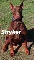 Audrey , a female Doberman Pinscher for sale in Comanche, OK – 5 of 10