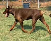 Audrey , a female Doberman Pinscher for sale in Comanche, OK – 3 of 10