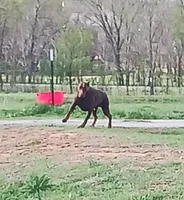 Audrey , a female Doberman Pinscher for sale in Comanche, OK – 4 of 10