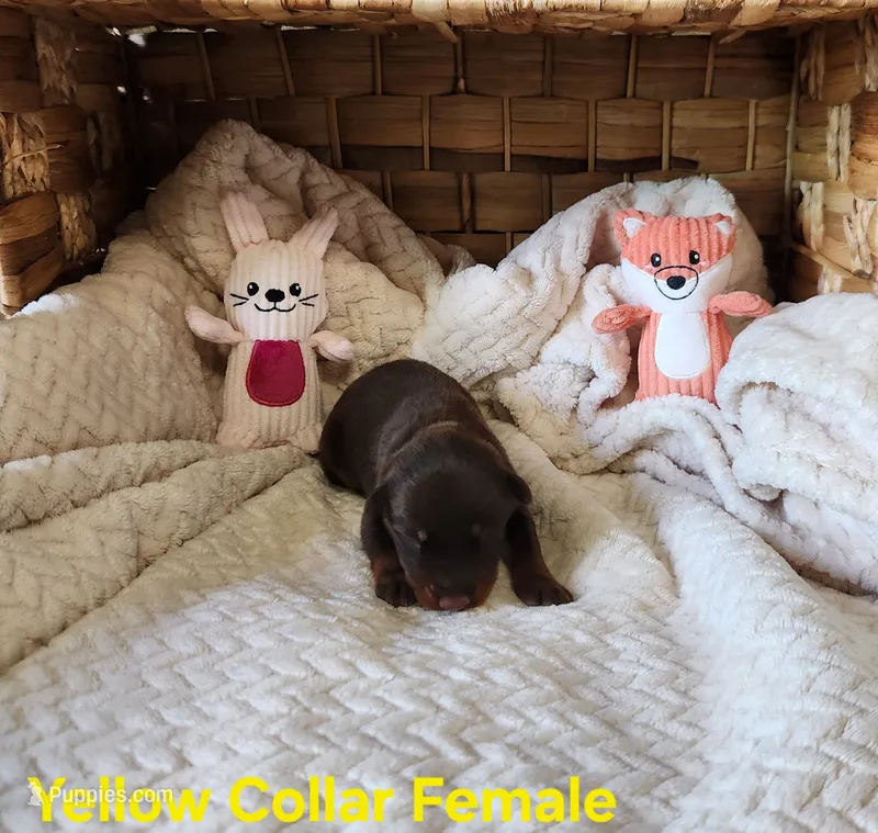 Valerie  – Doberman Pinscher puppy for sale in Comanche, OK