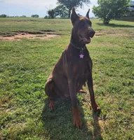 Audrey , a female Doberman Pinscher for sale in Comanche, OK – 8 of 10