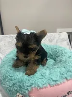 Lincoln , a male Yorkshire Terrier for sale in Huttonsville, WV – 2 of 4
