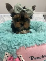 Chip, a male Yorkshire Terrier for sale in Huttonsville, WV – 5 of 6