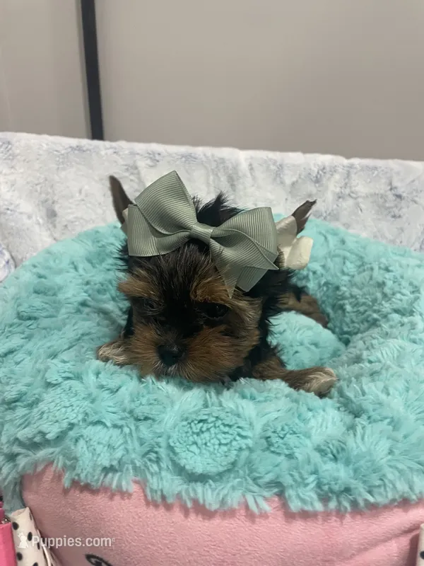 Chip – Yorkshire Terrier puppy for sale in Huttonsville, WV