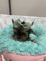 Chip, a male Yorkshire Terrier for sale in Huttonsville, WV – 1 of 6