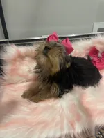 Blackwoods Delilah after dark , a female Yorkshire Terrier for sale in Belpre, OH – 4 of 4