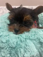 Bentley , a male Yorkshire Terrier for sale in Huttonsville, WV – 3 of 5