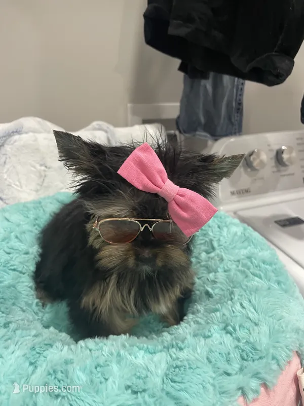 Beauty  – Yorkshire Terrier puppy for sale in Huttonsville, WV