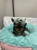 Chip, a male Yorkshire Terrier for sale in Huttonsville, WV – 2 of 6