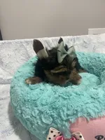Chip, a male Yorkshire Terrier for sale in Huttonsville, WV – 4 of 6