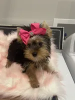 Blackwoods Delilah after dark , a female Yorkshire Terrier for sale in Belpre, OH – 2 of 4
