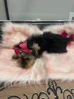 Blackwoods Delilah after dark , a female Yorkshire Terrier for sale in Belpre, OH – 3 of 4