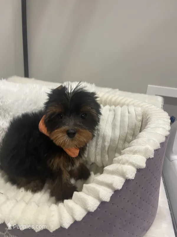 Bentley  – Yorkshire Terrier puppy for sale in Belpre, OH