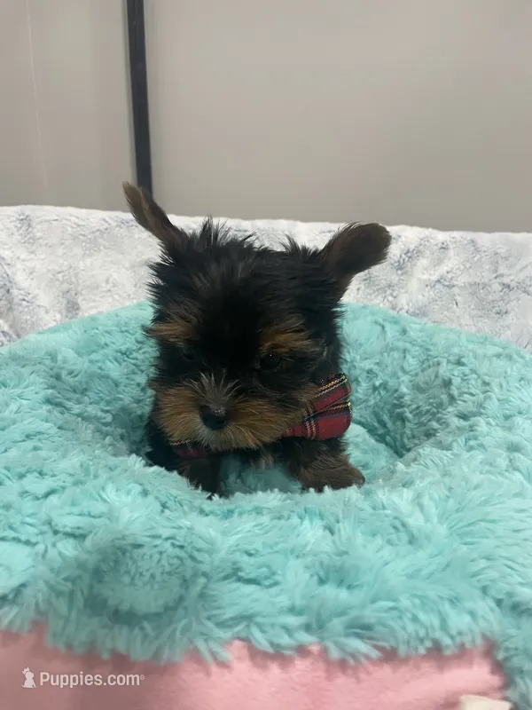 Bentley  – Yorkshire Terrier puppy for sale in Huttonsville, WV